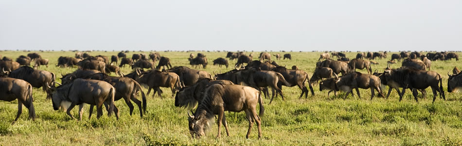 Wildlife during migration