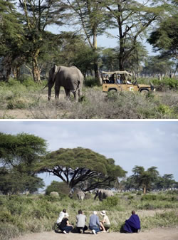 Game drive at Kambi ya Tembo where elephants are popular